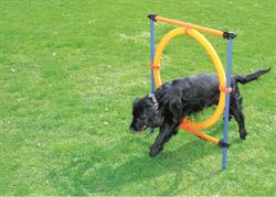 PAWISE Agility Ring